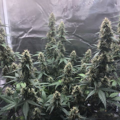 Ape Fruit Auto growlog timeline photo