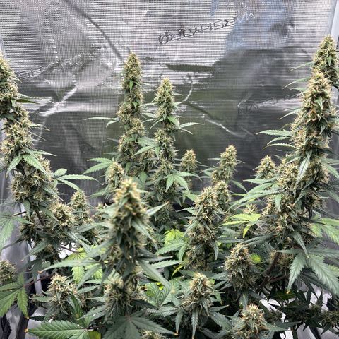 Ape Fruit Auto growlog timeline photo