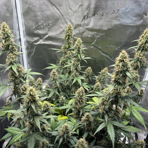 Ape Fruit Auto growlog timeline photo