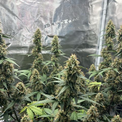 Ape Fruit Auto growlog photo: 7ml