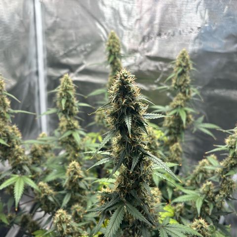 Ape Fruit Auto growlog photo: 7ml