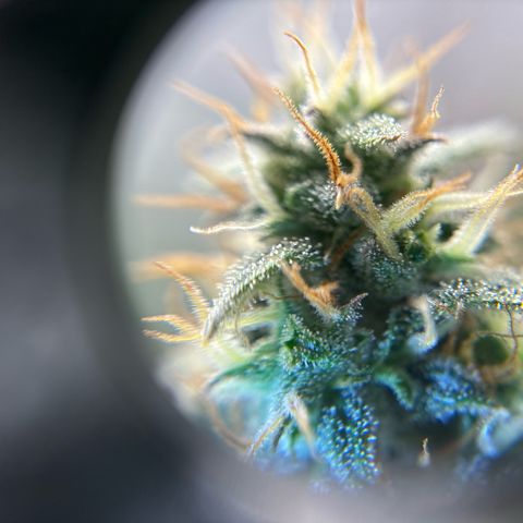 Ape Fruit Auto growlog timeline photo