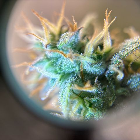 Ape Fruit Auto growlog timeline photo