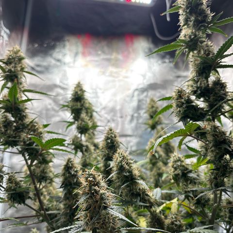 Ape Fruit Auto growlog timeline photo