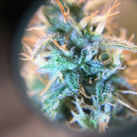 Ape Fruit Auto growlog timeline photo