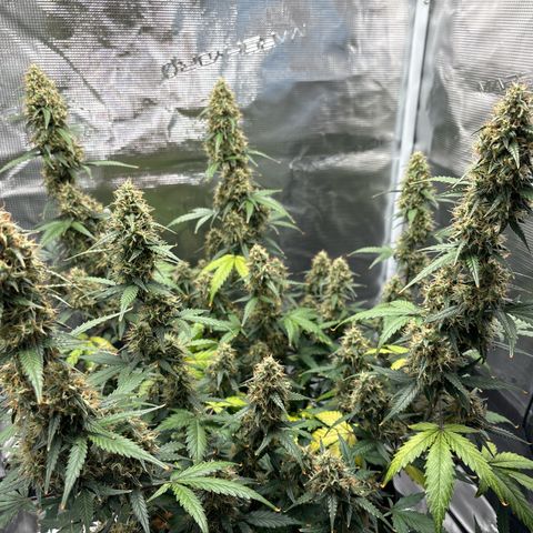 Ape Fruit Auto growlog timeline photo