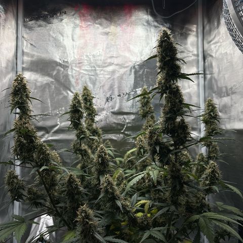 Ape Fruit Auto growlog timeline photo