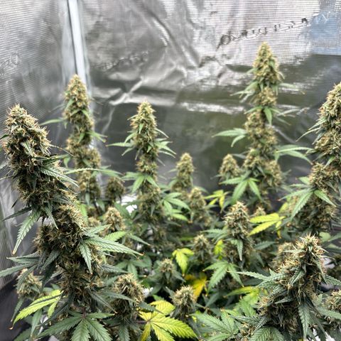 Ape Fruit Auto growlog timeline photo