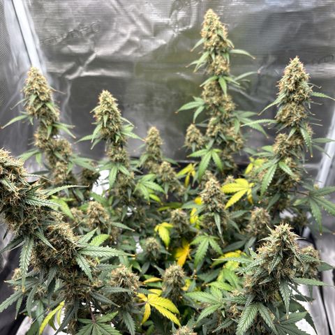 Ape Fruit Auto growlog timeline photo