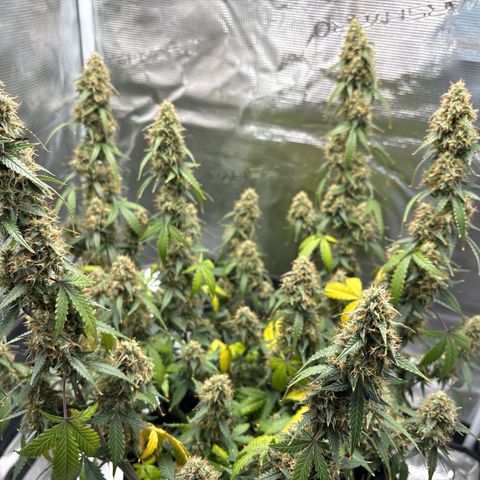 Ape Fruit Auto growlog timeline photo