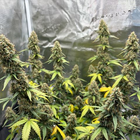 Ape Fruit Auto growlog timeline photo