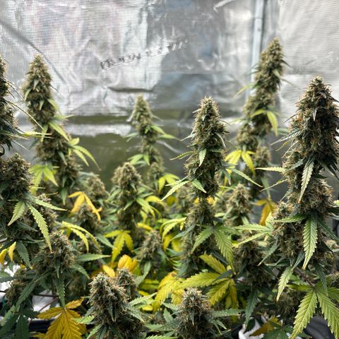 Ape Fruit Auto growlog timeline photo