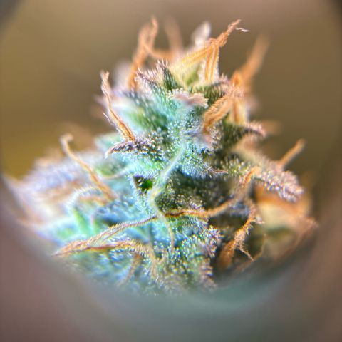 Ape Fruit Auto growlog timeline photo