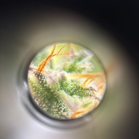 Ape Fruit Auto growlog timeline photo