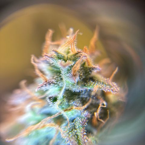 Ape Fruit Auto growlog timeline photo