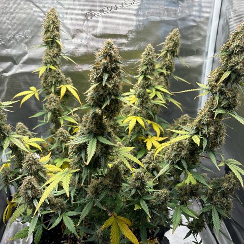 Ape Fruit Auto growlog timeline photo