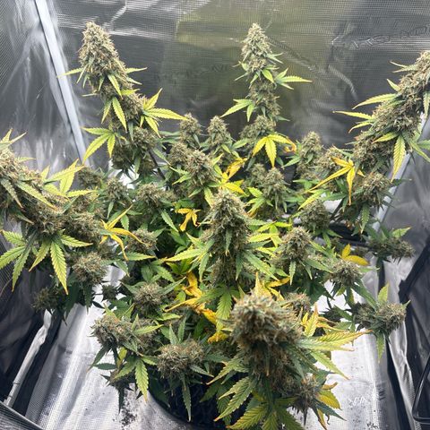 Ape Fruit Auto growlog timeline photo