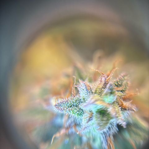 Ape Fruit Auto growlog timeline photo
