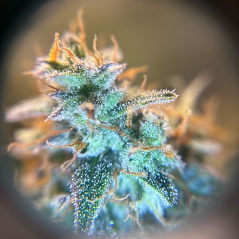 Ape Fruit Auto growlog timeline photo
