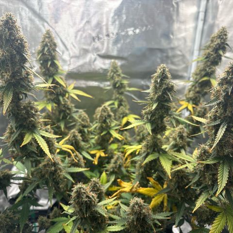 Ape Fruit Auto growlog timeline photo