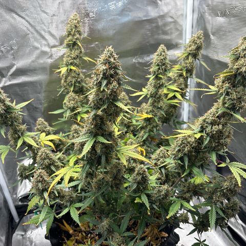 Ape Fruit Auto growlog timeline photo