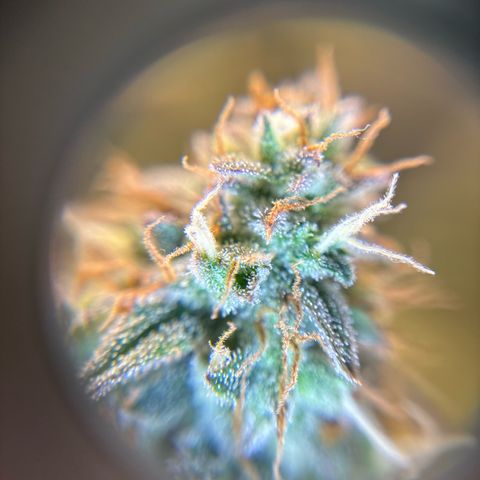 Ape Fruit Auto growlog timeline photo