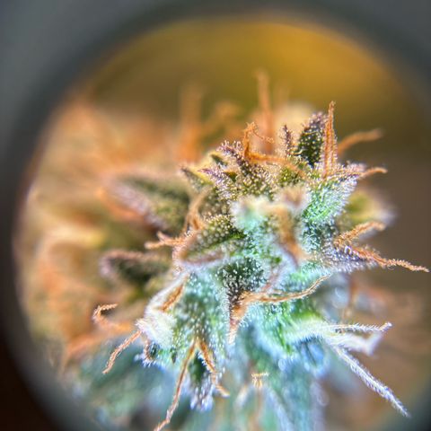 Ape Fruit Auto growlog timeline photo
