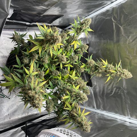 Ape Fruit Auto growlog timeline photo