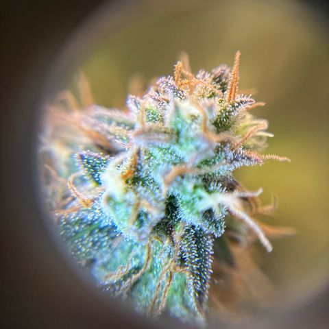 Ape Fruit Auto growlog timeline photo