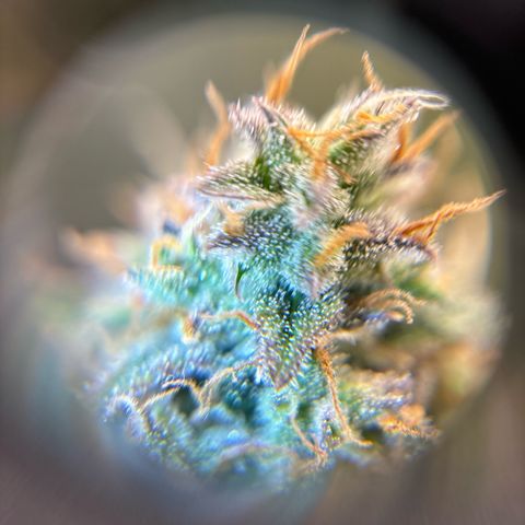 Ape Fruit Auto growlog timeline photo