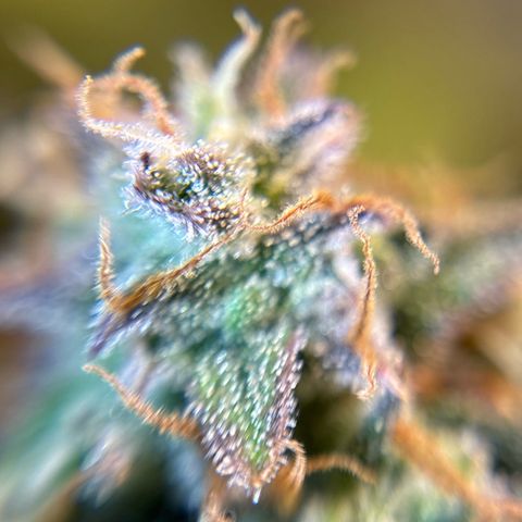 Ape Fruit Auto growlog timeline photo