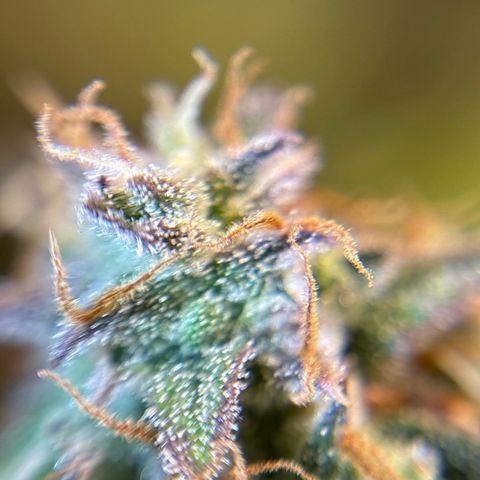 Ape Fruit Auto growlog timeline photo