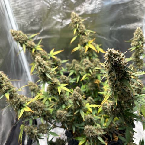 Ape Fruit Auto growlog timeline photo