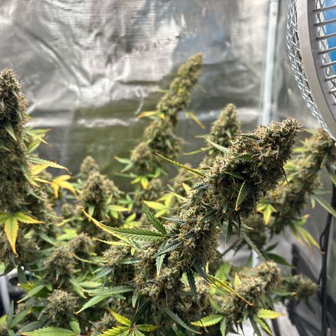 Ape Fruit Auto growlog timeline photo