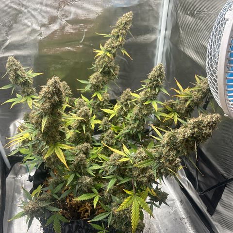 Ape Fruit Auto growlog timeline photo