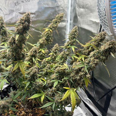 Ape Fruit Auto growlog timeline photo