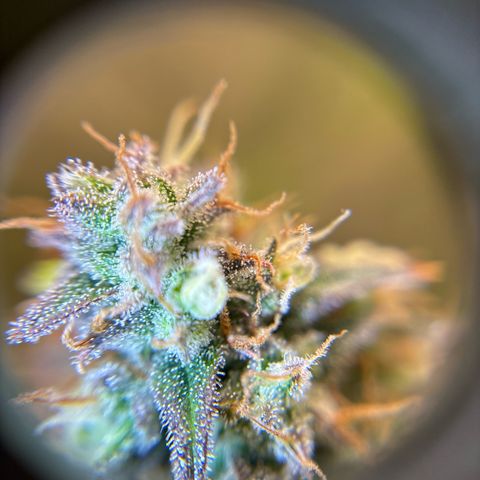 Ape Fruit Auto growlog timeline photo