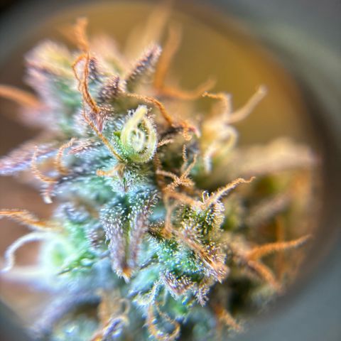 Ape Fruit Auto growlog timeline photo