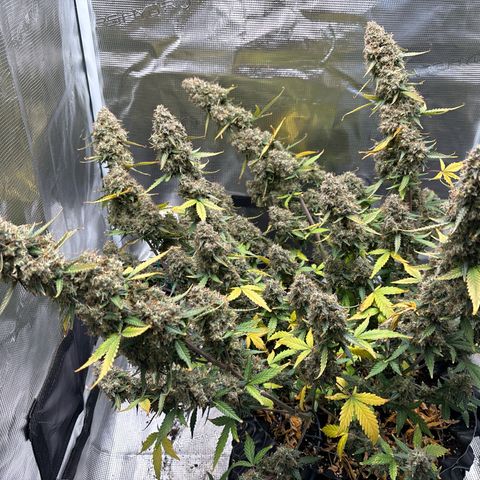 Ape Fruit Auto growlog timeline photo