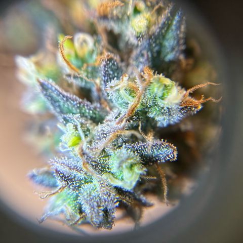 Ape Fruit Auto growlog timeline photo