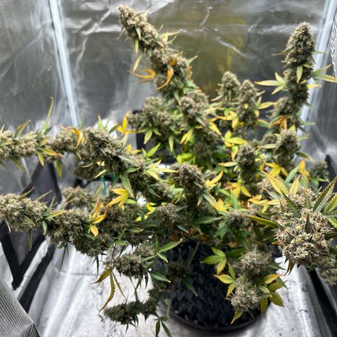 Ape Fruit Auto growlog timeline photo