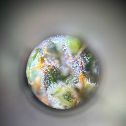 Ape Fruit Auto growlog timeline photo