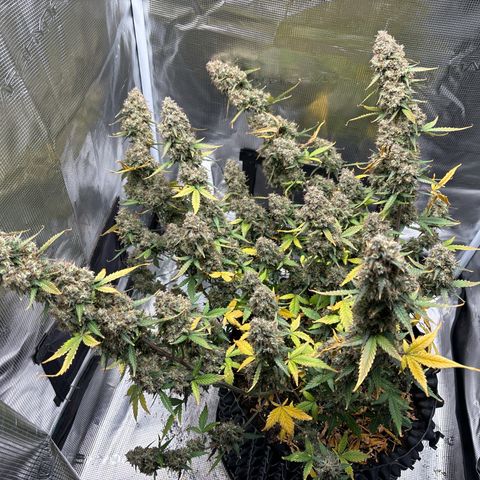 Ape Fruit Auto growlog timeline photo