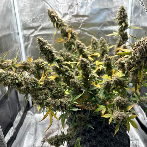 Ape Fruit Auto growlog timeline photo