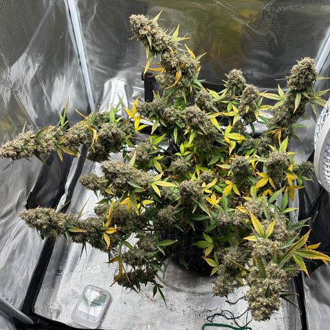 Ape Fruit Auto growlog timeline photo