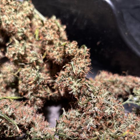 Ape Fruit Auto growlog timeline photo
