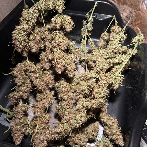Ape Fruit Auto growlog timeline photo