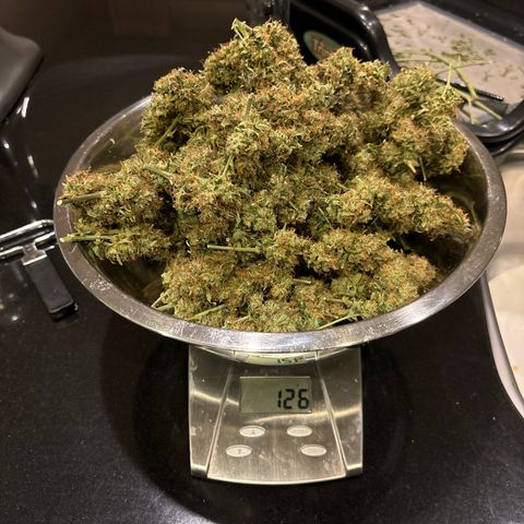 Ape Fruit Auto growlog timeline photo