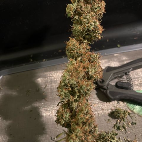 Ape Fruit Auto growlog timeline photo
