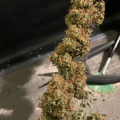Ape Fruit Auto growlog timeline photo